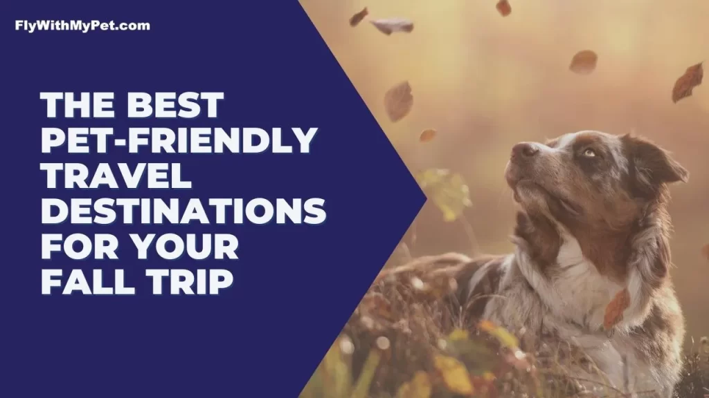 The Best Pet-Friendly Travel Destinations for Your Fall Trip