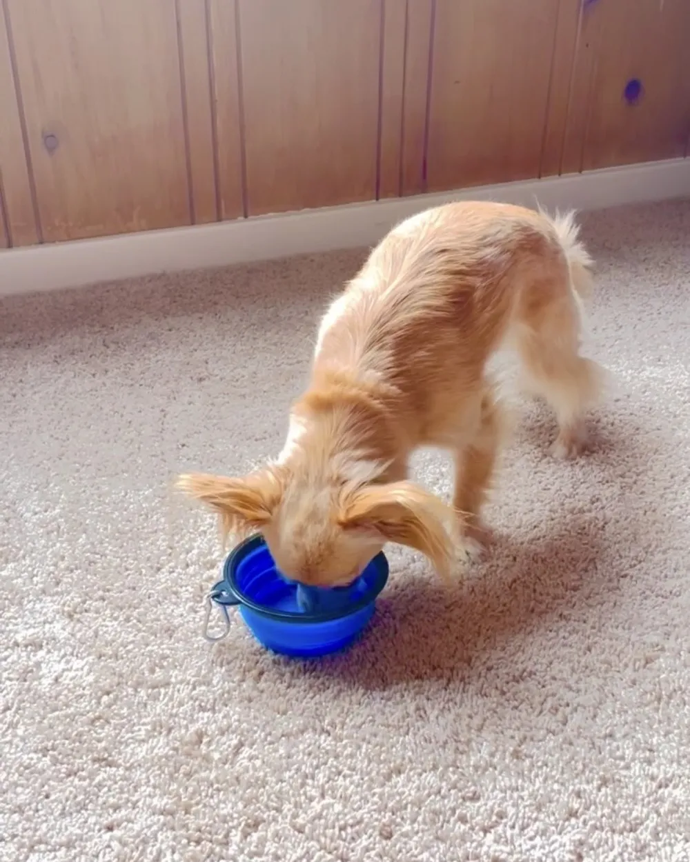 Water and food bowls help keep your pet hydrated and happy.
