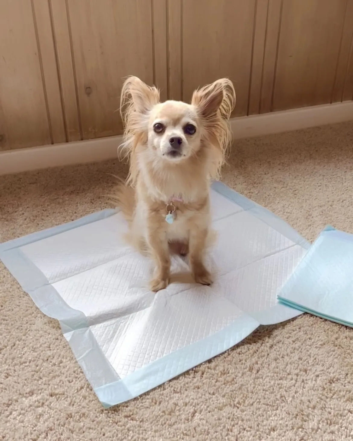 Potty pads ensure your cat or dog doesn't make a mess.