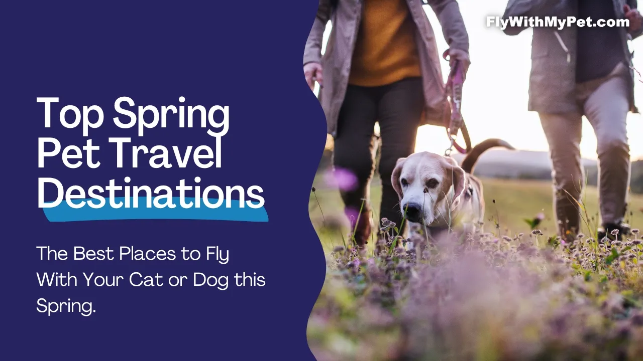 Spring Pet Travel Destinations