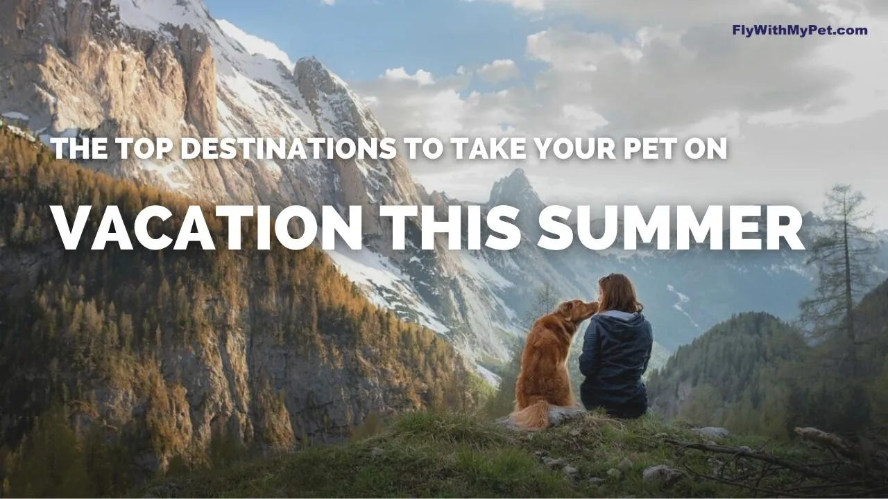 The Top Destinations to Take Your Pet on Vacation This Summer